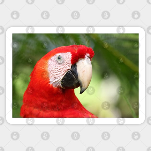 Scarlet  Macaw Sticker by Jim Cumming
